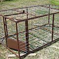 Wild Hog Traps